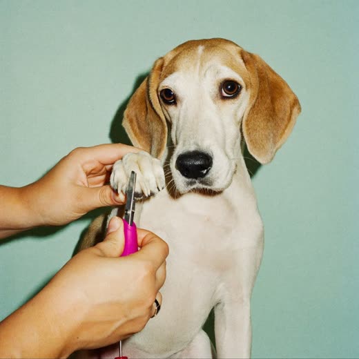 A dog's paw having its nails clipped